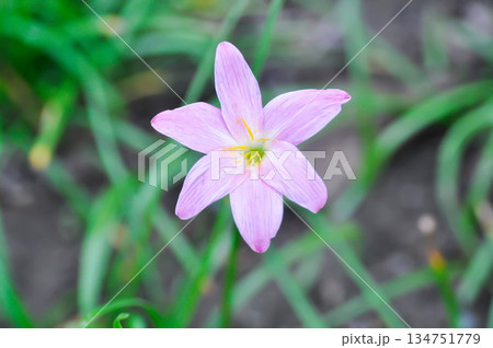Zephyranthes carinata Herb, Amaryllidaceae or Pink Rain Lily or Fairy Lily 134751779