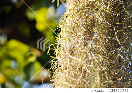 Tillandsia usneoides ,Spanish moss or BROMELIACEAE Tillandsia usneoides ,Spanish moss or BROMELIACEAE 134751781