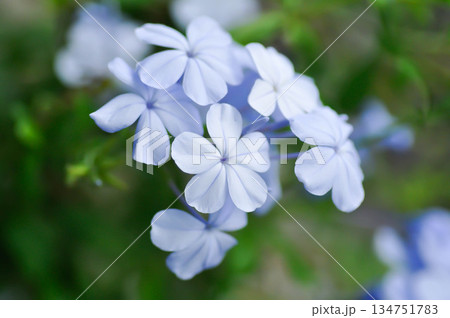 Cape leadwort, PLUMBAGINACEAE or Plumbago auriculata Lam or blue flower or purple flower Cape leadwort, PLUMBAGINACEAE or Plumbago auriculata Lam or blue flower or purple flower 134751783