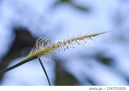Cenchrus pedicellatus, grass inflorescence or Indian comet grass or Perotis or Perotis indica or Setaria leucopila or Zacate tempranero or grass flower Cenchrus pedicellatus, grass inflorescence or Indian comet grass or Perotis or Perotis indica or Setaria leucopila or Zacate tempranero or grass flower 134751820