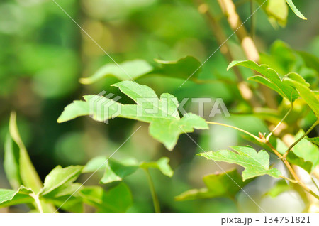 maple leaf, maple leaves or green leaf or Acer saccharum Marsh 134751821