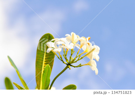 frangipani, frangipani flower or pagoda tree or temple tree with fowers or white flower 134751823