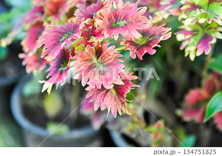 Coleus, Labiatae, Lamiaceae or Painted Nettle or Plectranthus scutellarioides or Solenostemon scutellarioides or red and green leaf Coleus, Labiatae, Lamiaceae or Painted Nettle or Plectranthus scutellarioides or Solenostemon scutellarioides or red and green leaf 134751825