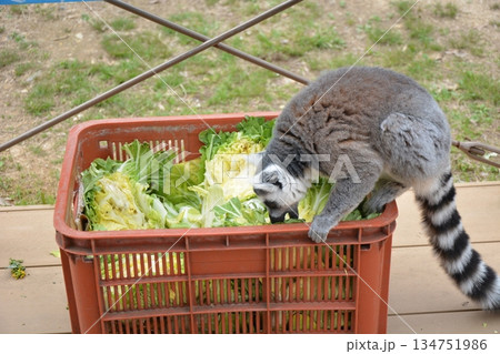 ふれあい広場のワオキツネザル 134751986