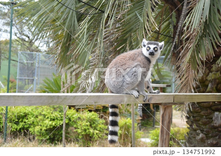 ふれあい広場のワオキツネザル 134751992