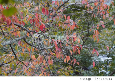 京都大覚寺境内の桜の紅葉 京都大覚寺境内の桜の紅葉 134752033