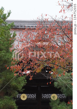 京都大覚寺境内の桜の紅葉 京都大覚寺境内の桜の紅葉 134752035
