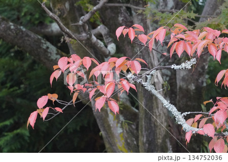 京都大覚寺境内の桜の紅葉 134752036