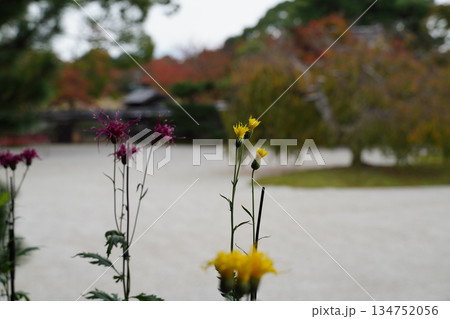 京都大覚寺の境内の風景 134752056