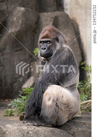 馴れ馴れしく名前を呼んでくれるなとゴリラは思っているか 134752232