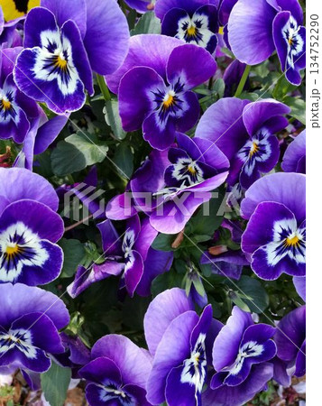 鮮やかな紫色のパンジーの花壇 134752290