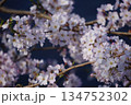 青い背景に映える満開の桜の枝 134752302