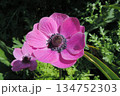 水滴のついた鮮やかなピンクのアネモネの花 134752303