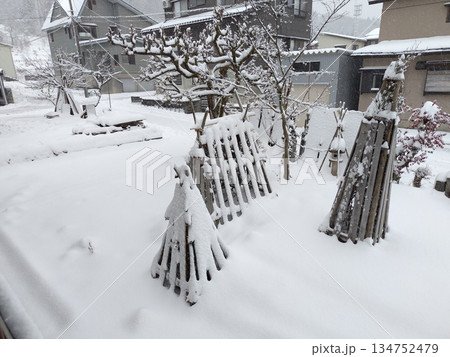 庭に新雪 庭に新雪 134752479