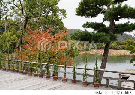 京都大覚寺大沢池の秋の風景 134752667