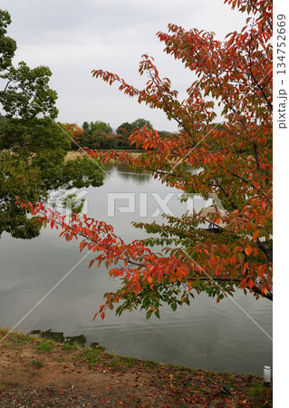 京都大覚寺大沢池の秋の風景 134752669
