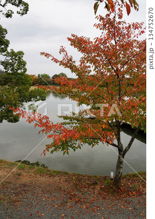 京都大覚寺大沢池の秋の風景 京都大覚寺大沢池の秋の風景 134752670
