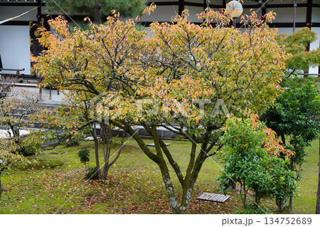 京都大覚寺境内の風景 京都大覚寺境内の風景 134752689
