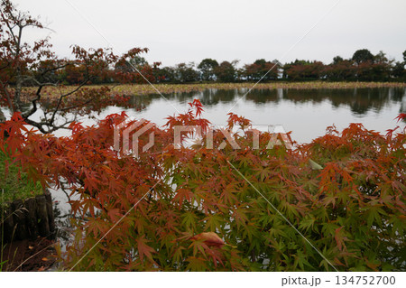京都大覚寺大沢池の秋の風景 京都大覚寺大沢池の秋の風景 134752700