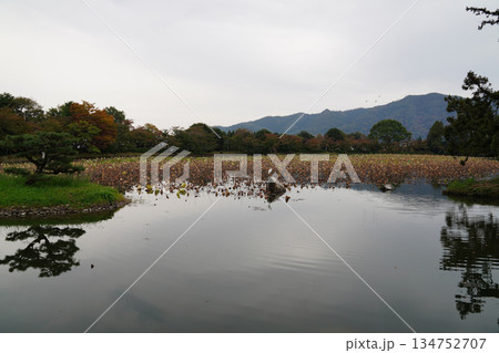 京都大覚寺大沢池の秋の風景 京都大覚寺大沢池の秋の風景 134752707
