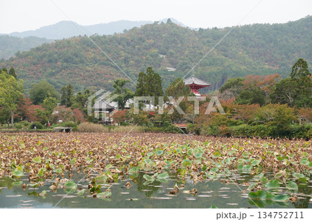 京都大覚寺大沢池の秋の風景 134752711