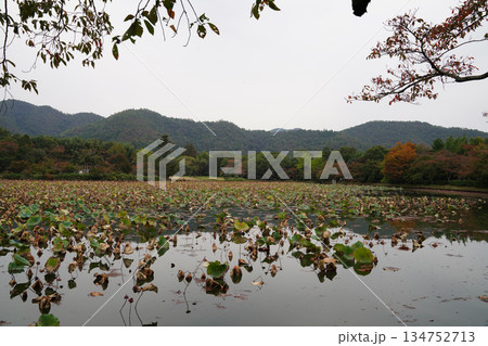 京都大覚寺大沢池の秋の風景 京都大覚寺大沢池の秋の風景 134752713