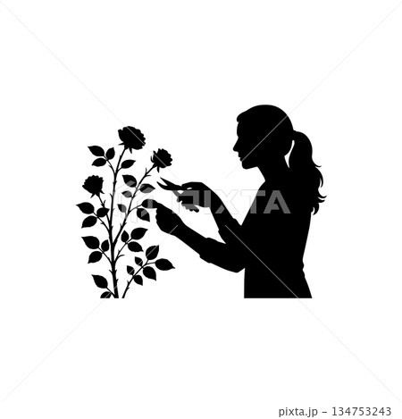 woman cutting flowers from plant silhouette isolated on white background 134753243