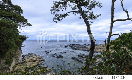 三浦半島の荒崎公園の冬 三浦半島の荒崎公園の冬 134753305
