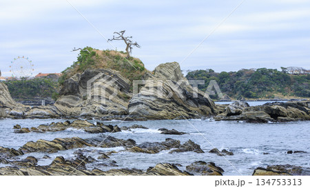 三浦半島の荒崎公園の冬 三浦半島の荒崎公園の冬 134753313