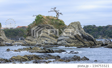 三浦半島の荒崎公園の冬 三浦半島の荒崎公園の冬 134753321