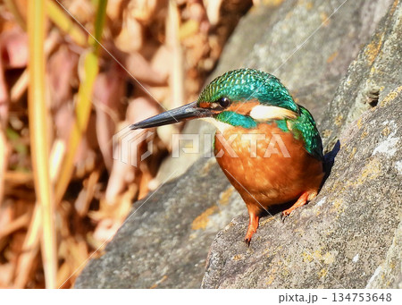 カワセミ カワセミ 134753648