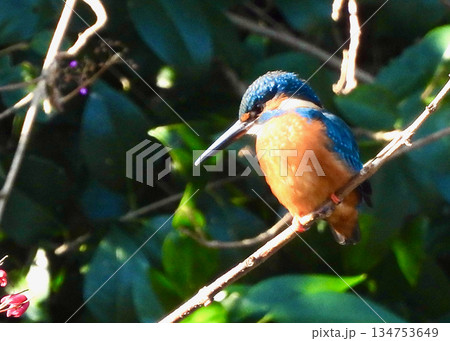 カワセミ 134753649