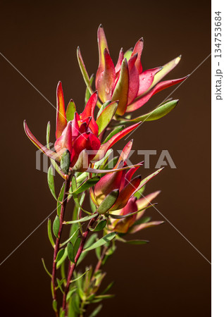 Vibrant Pink and Green Leucadendron Flowers Against Dark Background 134753684