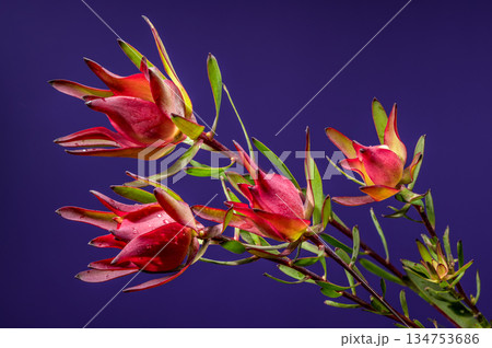 Pink and Green Leucadendron Stems Against a Royal Purple Backdrop 134753686