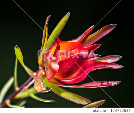 Dramatic Single Leucadendron Flower Bud Glowing Against Black Background 134753687