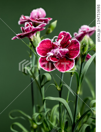 Deep crimson and pink carnation blossoms against a moody green background. Deep crimson and pink carnation blossoms against a moody green background. 134753698