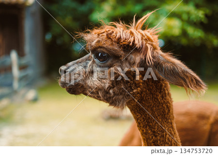 A Captivating Llama Portrait Showcasing Its Unique Hair Texture and Expressive Eyes This Stunning Image Captures a Serene Moment in Nature, Ideal for Animal Lovers and Photography Fans 134753720