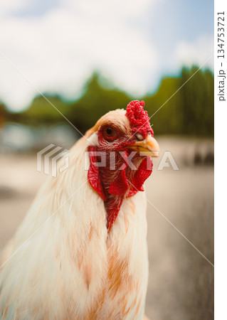 The closeup image features a beautiful white chicken with a vibrant red comb against a captivating background that highlights its natural beauty and charm, creating an eyecatching scene The closeup image features a beautiful white chicken with a vibrant red comb against a captivating background that highlights its natural beauty and charm, creating an eyecatching scene 134753721