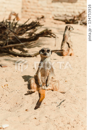A Curious Meerkat Posing in Bright Sunlight This scene captures desert charm, showcasing natures beauty and wildlife interactions, making it perfect for photography enthusiasts A Curious Meerkat Posing in Bright Sunlight This scene captures desert charm, showcasing natures beauty and wildlife interactions, making it perfect for photography enthusiasts 134753916