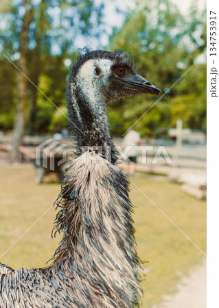 A Majestic Emu Serenity While Strolling Through Its Natural Habitat, Captured in Vibrant Detail Under the Bright Summer Sunlight, Showcasing the Beauty of the Outdoors and Wildlife in Full Glory A Majestic Emu Serenity While Strolling Through Its Natural Habitat, Captured in Vibrant Detail Under the Bright Summer Sunlight, Showcasing the Beauty of the Outdoors and Wildlife in Full Glory 134753917