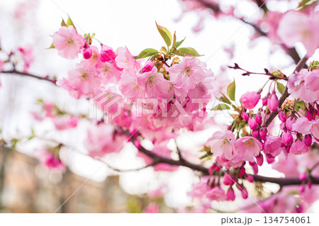A Stunningly Beautiful Cherry Blossom Branch in Full Vibrant Bloom and Delightful Color 134754061