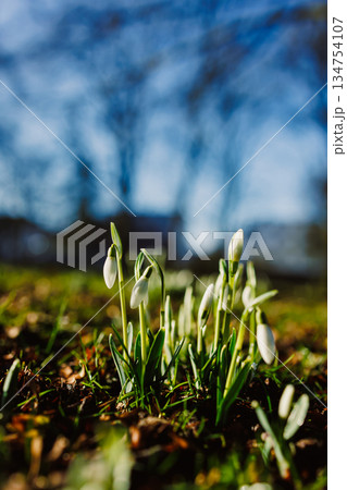 Snowdrop flowers are blooming in a field, signaling springs arrival Snowdrop flowers are blooming in a field, signaling springs arrival 134754107