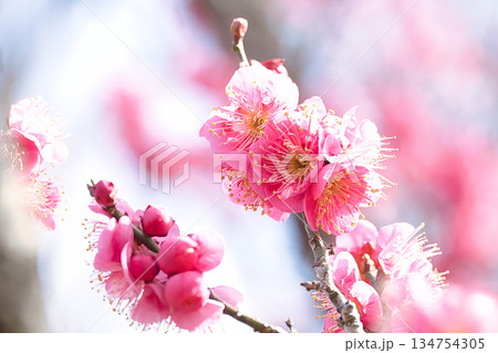 美しいピンクの梅の花 134754305