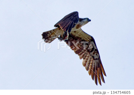 ミサゴ科ミサゴの狩り 134754605