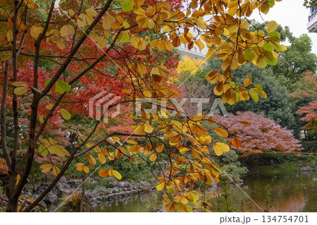 紅葉に包まれた散歩道 紅葉に包まれた散歩道 134754701