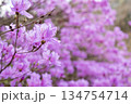 一面のハヤトミツバツツジの花 134754714