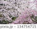 ソメイヨシノの花のボケをバックに枝垂桜の花 134754715
