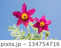 青空の下の西洋翁草の花 134754716