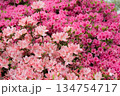 ピンクのツツジの花をバックにツートンカラーのツツジの花 134754717