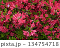 雨に濡れた赤いツツジの花の俯瞰 134754718